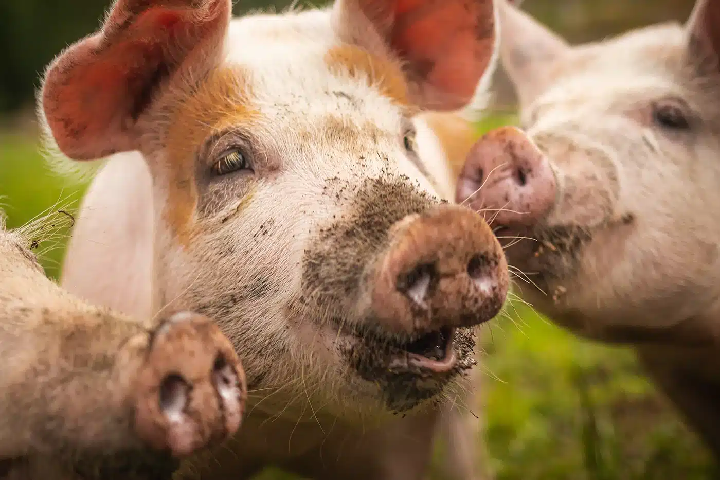 012324Griser 1 of 1 1400